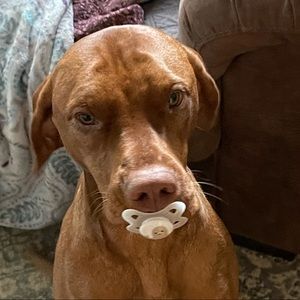 Meet your Posher, J lee